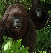 „Възходът на планетата на маймуните” отвори с бокс офис от 54 милиона през първия уикенд. Ето още няколко симпатични маймунки, които са ни забавлявали от екрана. Конго